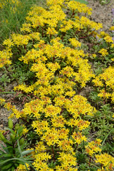 Reichblühendes Fettblatt, Sedum floriferum, Weihenstephaner Gold