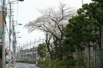 A quiet street in Japan during springtime, with cherry blossom trees blooming along the roadside. Overhead power lines and railway infrastructure create a contrast between nature and urban elements. A