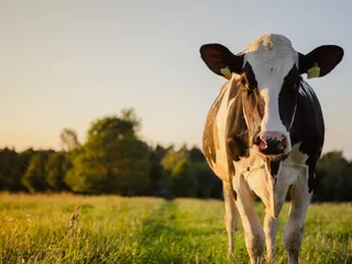 Gordijnen Koe Close-up of Holstein dairy cows in a sunny pasture. Background image of a cow at sunset in beautiful warm summer colors  © Maryna