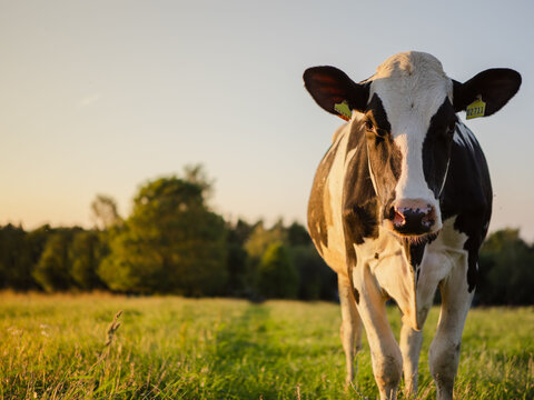 Close-up of Holstein dairy cows in a sunny pasture. Background image of a cow at sunset in beautiful warm summer colors