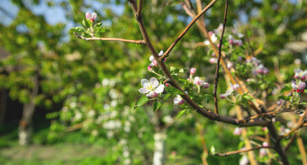 Flowering spring apple tree in the garden.