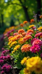 Vibrant bedding plants in a sunny garden bursting with color and lush foliage, ready for planting Perfect for spring and summer gardening projects , gardening supplies, flower arrangement, sunlight
