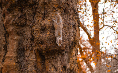 Common squirrel climbing down a tree