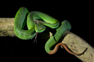Ruby-eyed Green Pitviper - Trimeresurus rubeus, beautiful green venomous snake native to forests...