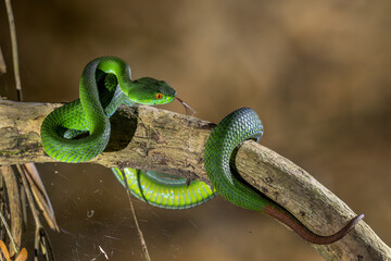 Ruby-eyed Green Pitviper - Trimeresurus rubeus, beautiful green venomous snake native to forests and bushes of Southeast Asia, Vietnam.