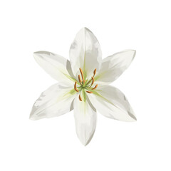 Digital illustration of a white lily with soft glossy petals, high contrast, clean white background.
