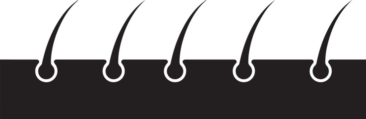 Hair Follicles Skin Anatomy Diagram Illustration