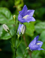 Delicate bright petals violet-blue bellflowers adorned with dewdrops, stand out against green, blurred background. Buds and flowers exude sense of freshness and tranquility. Nature concept for design