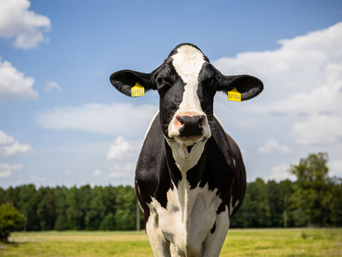 Close-up of a black and white Holstein cow standing in a lush green pasture under a bright blue sky. The cow looks directly into the camera, showcasing farm life, dairy farming