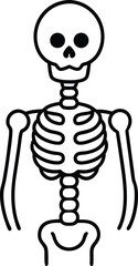 Spooky Skeleton Illustration Anatomy Drawing of a Human Skeleton
