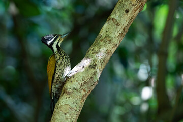 The Common Flameback in nature