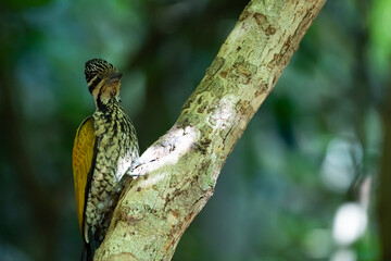 The Common Flameback in nature