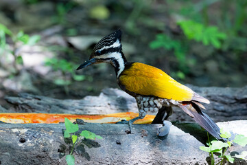 The Common Flameback in nature