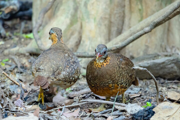 Green-Legged Partridge in nature