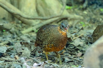 Green-Legged Partridge in nature