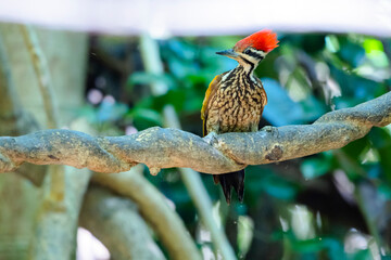 The Common Flameback in nature