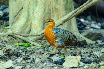 The Ferruginous Partridge in nature