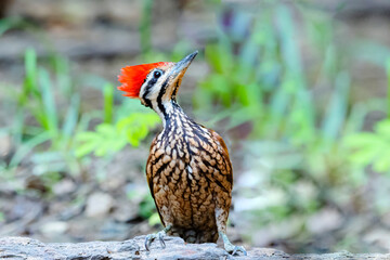 The Common Flameback in nature