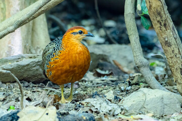 The Ferruginous Partridge in nature