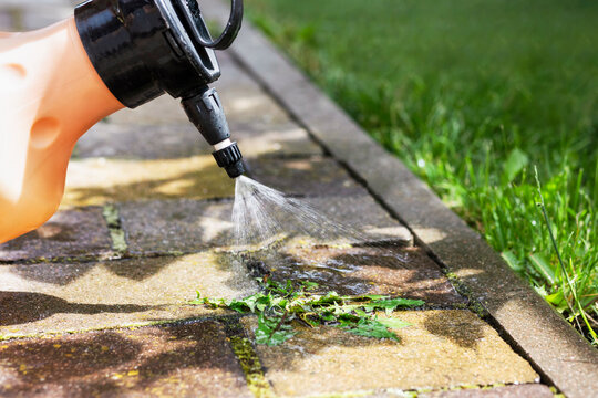 Weed Killer Spray from Patio Paving. Spraying Weeds and Remove. Get Rid of Weeds in Paving Blocks. 