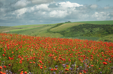 June poppies on the hills of the south downs near Woodingdean Brighton east Sussex south east England, UK