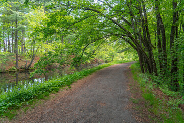 landscape of green trees long river walkway