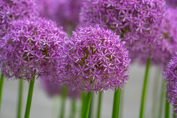 purple allium lucy ball flower blooming in spring
