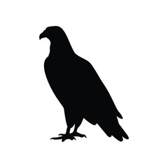 Obraz premium Eagle silhouette, Animal silhouette, Animal eagle