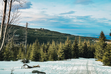 Mountain panoramas with forests and snow