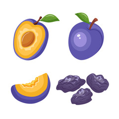 Fresh and dried plums set Prunes set icons vector on white background. Whole and half plum vector illustration