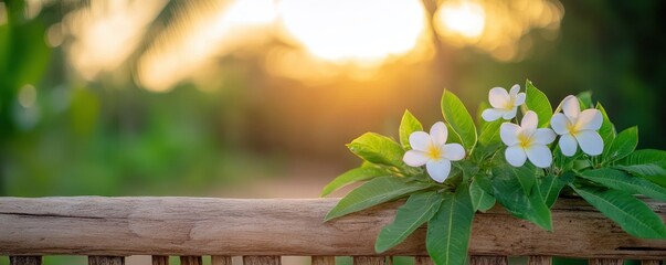 Delicate white flowers on a wooden fence, with a blurred natural background at sunset.
