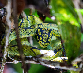 green mamba snake in the tree