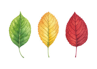 Vibrant watercolor illustration of tree leaves on white background, showcasing colorful foliage, ideal for nature-inspired designs, prints, eco artwork, and decorative projects.