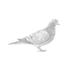Stipple Pigeon Illustration – Dotwork Dove Drawing in Vintage Engraving Style