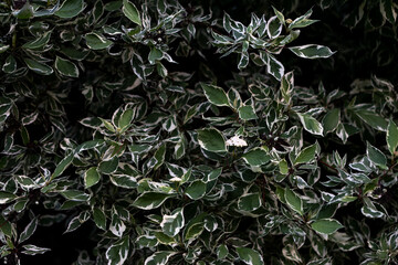 Green leaves with white edges