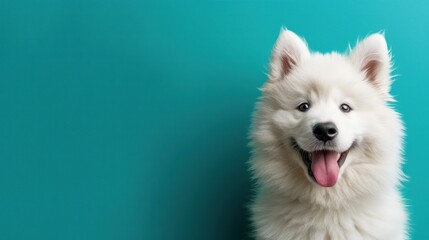 Happy White Samoyed Puppy with Tongue Out on Turquoise Background with Copy Space