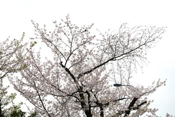Close-up of cherry blossom branches in full bloom against a clean white background. The soft pink petals and delicate branches represent the beauty of spring in Japan. Perfect for use in design.