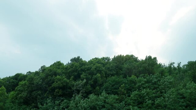 Wind Blowing Through Trees on a Green Mountain