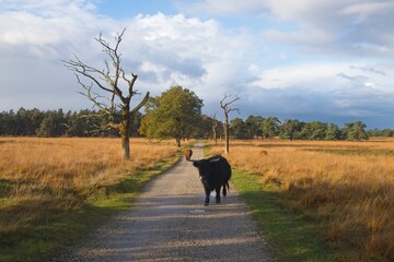 Wild highlander cow in National Park Deelerwoud in the East of the Netherlands