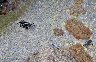 Crabs on Illa do Faro (Cíes Islands) in Galicia, Spain