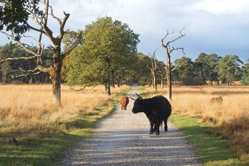 Wild highlander cow in National Park Deelerwoud in the East of the Netherlands