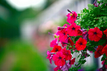 Flowers hang on the garden wall