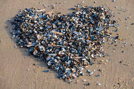 Heart formed with seashells (cockles, razor shells, baltic tellins, banded wedge shell) on the sandy beach of an east frisian island. Symbol of love made with hundreds of colorful broken mussels.