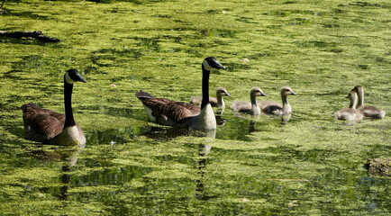Canada goose family, Branta canadensis, walking together by the water