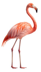 Flamingo bird standing in profile isolated on white for wildlife articles, educational materials, zoo promotions, travel blogs, and nature illustrations