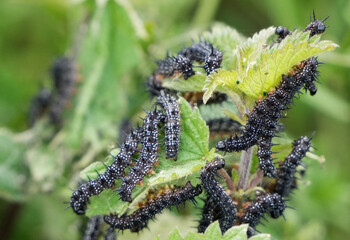 Striking caterpillar larvae of the European peacock butterfly, Aglais io