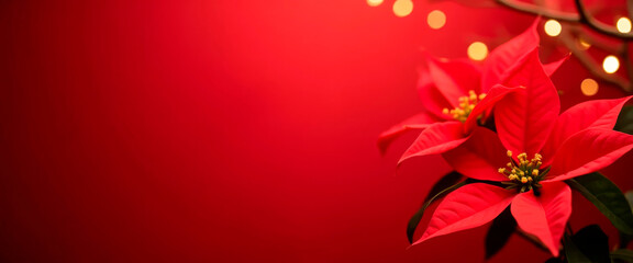 Obraz premium Festive poinsettia flower on red background with bokeh lights. Christmas and New Year floral holiday decor.