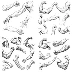 Detailed sketch collection of human arms in various poses, showing muscular structure and dynamic gestures. Ideal for anatomy references and figure drawing practice.

