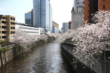 a serene urban river in Japan, lined on both sides by magnificent cherry trees in full, delicate bloom. Modern city buildings rise in the background, creating a captivating contrast between natural be