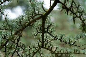 Detail of coniferous tree in Pinetum in Lunteren in Gelderland Netherlands